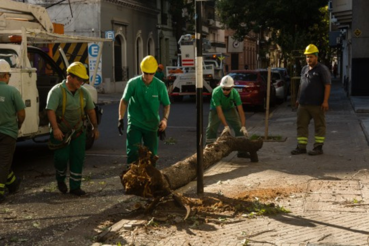 El municipio extraerá otros 55 árboles con riesgo de caída este fin de semana